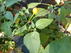 Capsicum annuum
