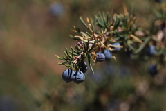 Berberis empetrifolia