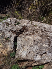 Phoenicolacerta laevis