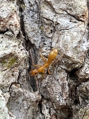 Formica pallidefulva