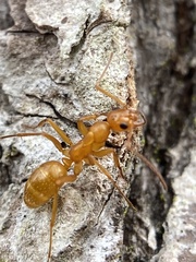 Formica pallidefulva