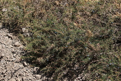 Berberis empetrifolia