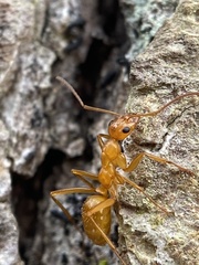 Formica pallidefulva