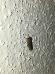 Chlorotettix necopinus