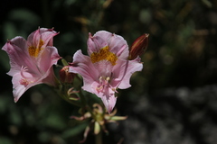 Alstroemeria pallida