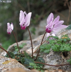 Cyclamen persicum