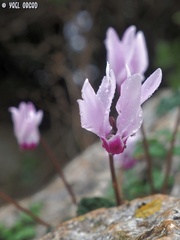 Cyclamen persicum