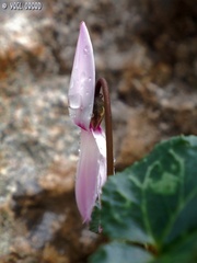 Cyclamen persicum