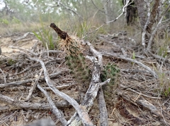Echinocereus papillosus