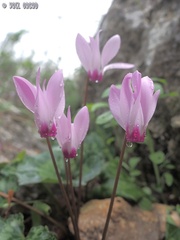 Cyclamen persicum