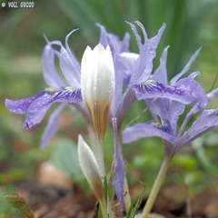 Crocus hyemalis