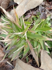 Dichanthelium laxiflorum