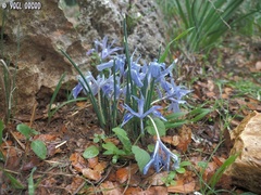 Iris vartanii