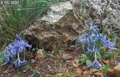 Iris vartanii