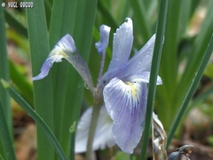Iris vartanii