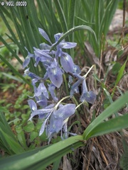 Iris vartanii