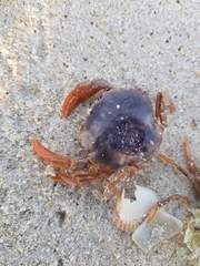 Polybius henslowii