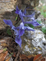 Iris vartanii