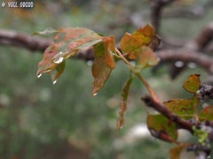 Pistacia terebinthus palaestina