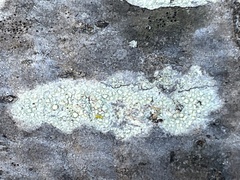 Lecanora caesiorubella