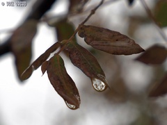 Pistacia terebinthus palaestina