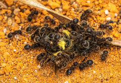 Meranoplus peringueyi