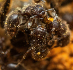 Meranoplus peringueyi