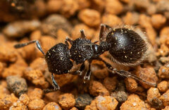 Meranoplus peringueyi