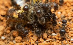 Meranoplus peringueyi