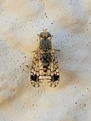 Euarestoides acutangulus