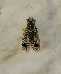 Euarestoides acutangulus