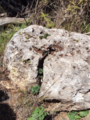 Phoenicolacerta laevis