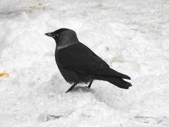 Corvus monedula