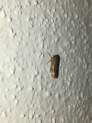 Chlorotettix necopinus