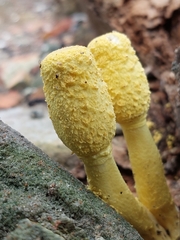 Leucocoprinus birnbaumii
