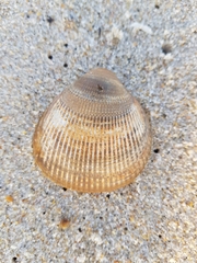 Laevicardium crassum