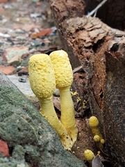 Leucocoprinus birnbaumii
