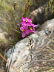 Ixia stricta