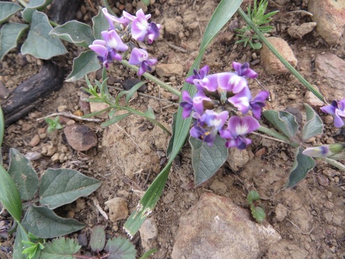 Image of Dolichos decumbens by (c) linkie, some rights reserved (CC BY)