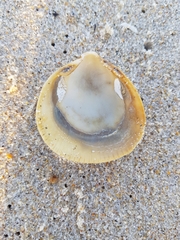 Laevicardium crassum