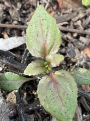 Clarkia unguiculata
