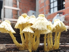 Leucocoprinus birnbaumii