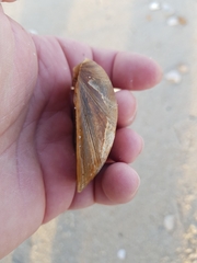 Laevicardium crassum