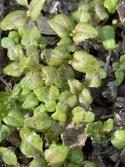 Clarkia unguiculata