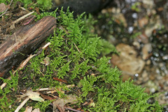 Thuidiopsis sparsa
