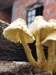 Leucocoprinus birnbaumii