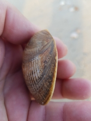 Laevicardium crassum