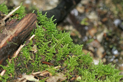 Thuidiopsis sparsa
