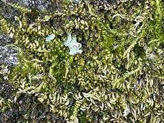 Homalothecium nuttallii