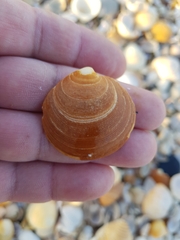 Dosinia exoleta